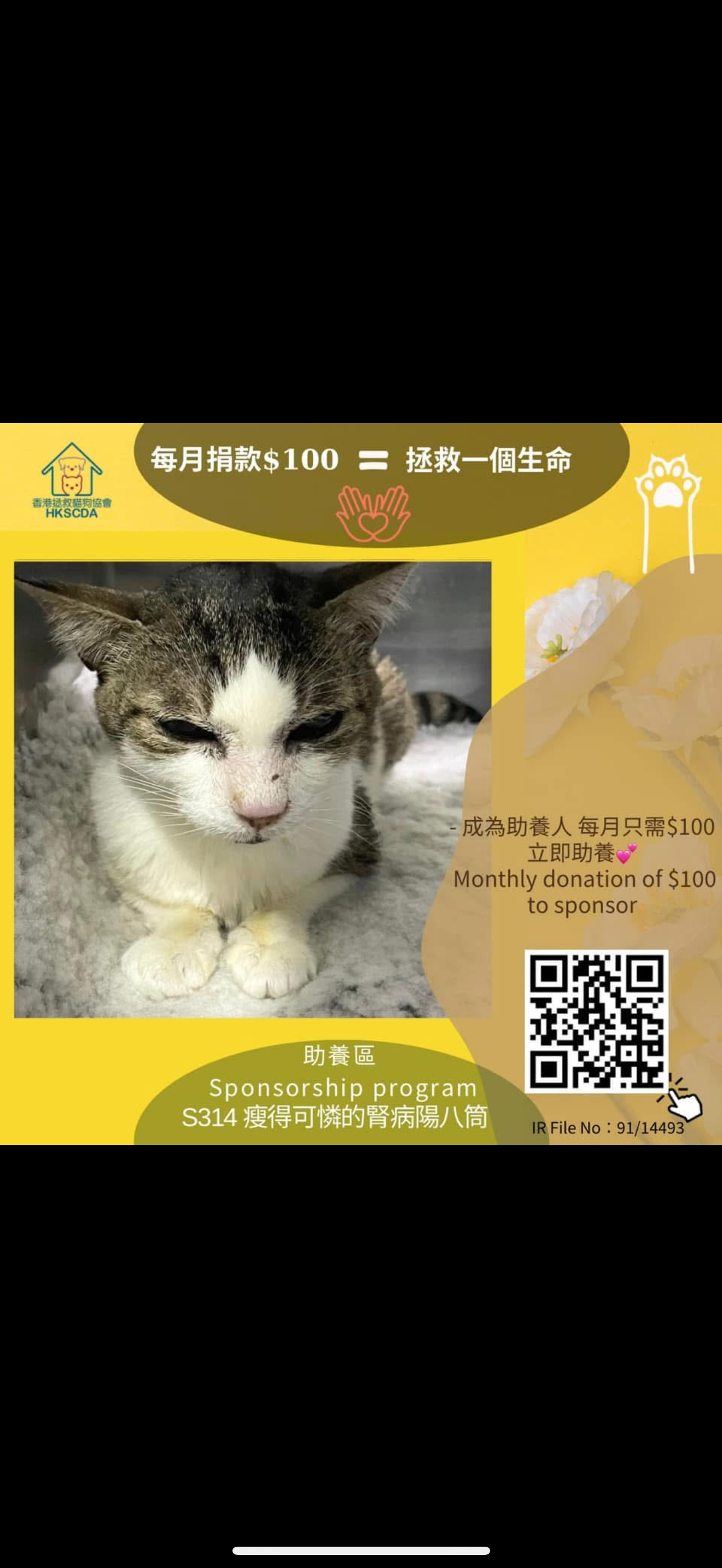 陽八筒