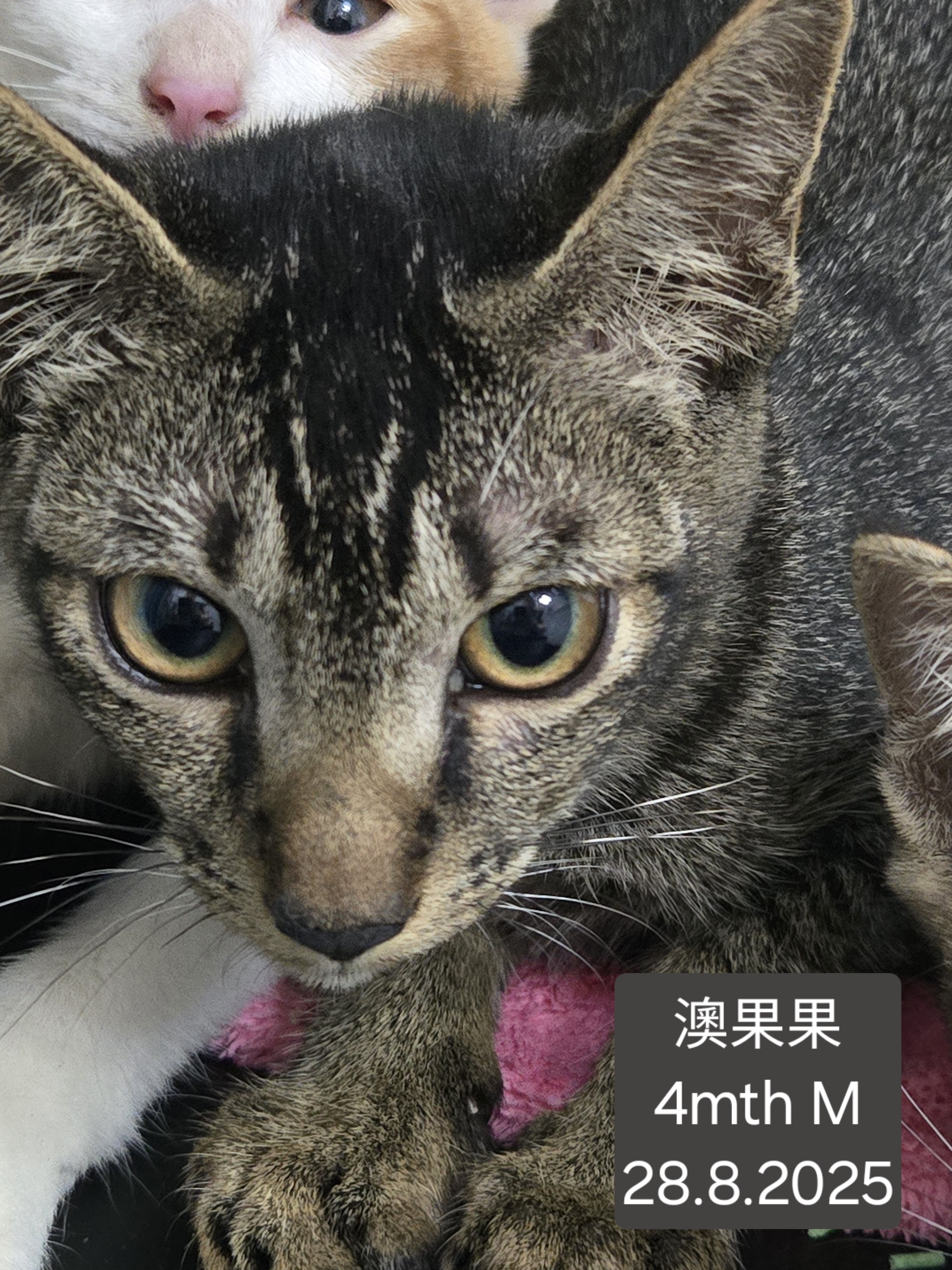 澳果果