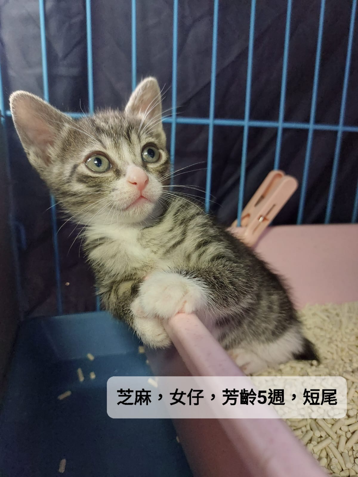 芝麻