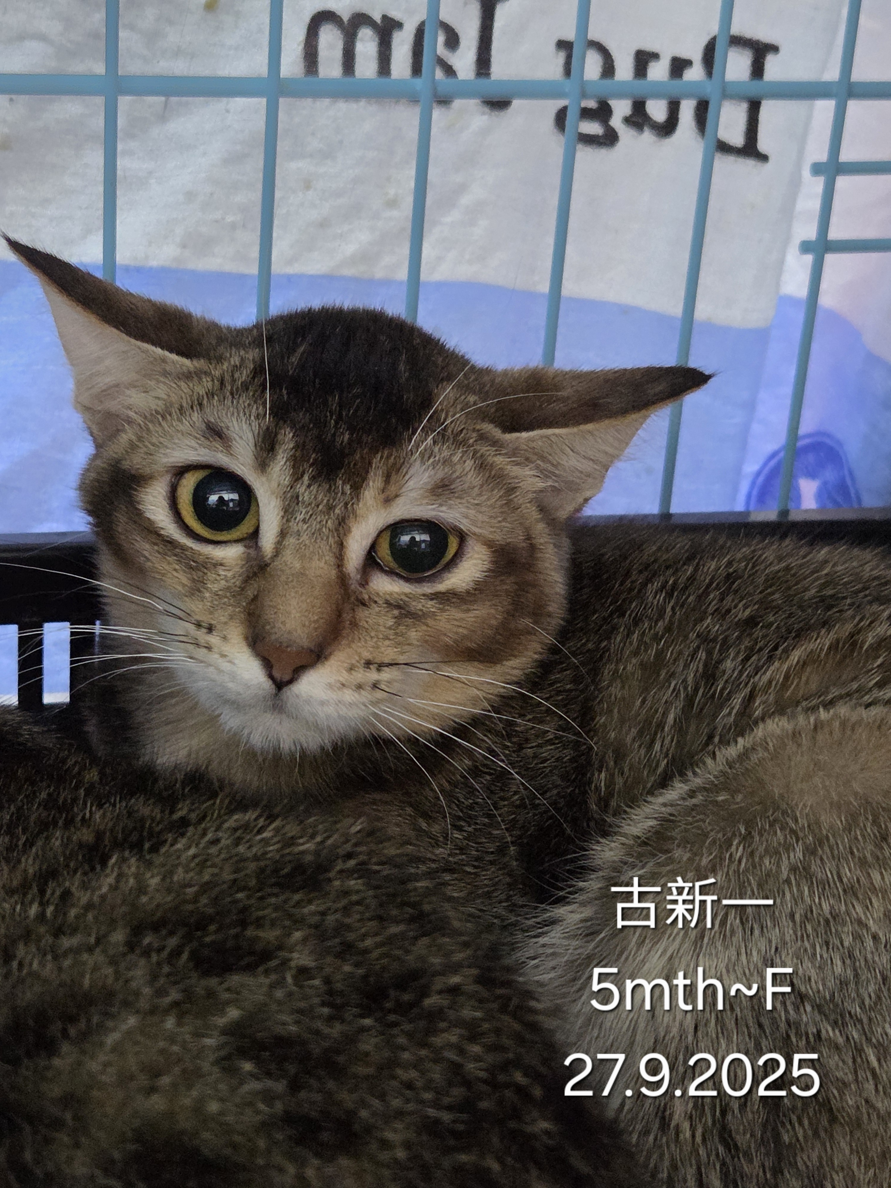 古新一