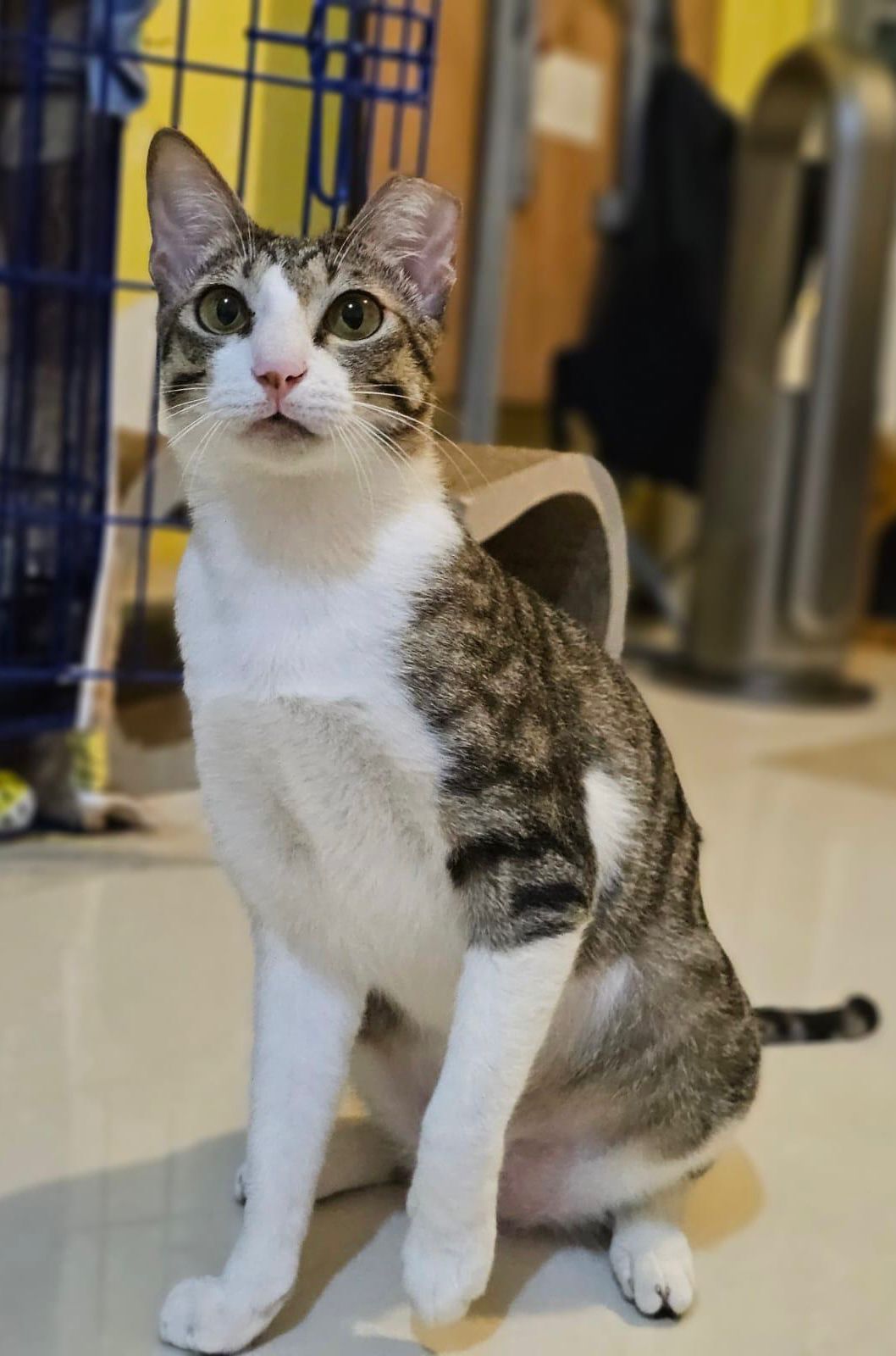 貝多芬