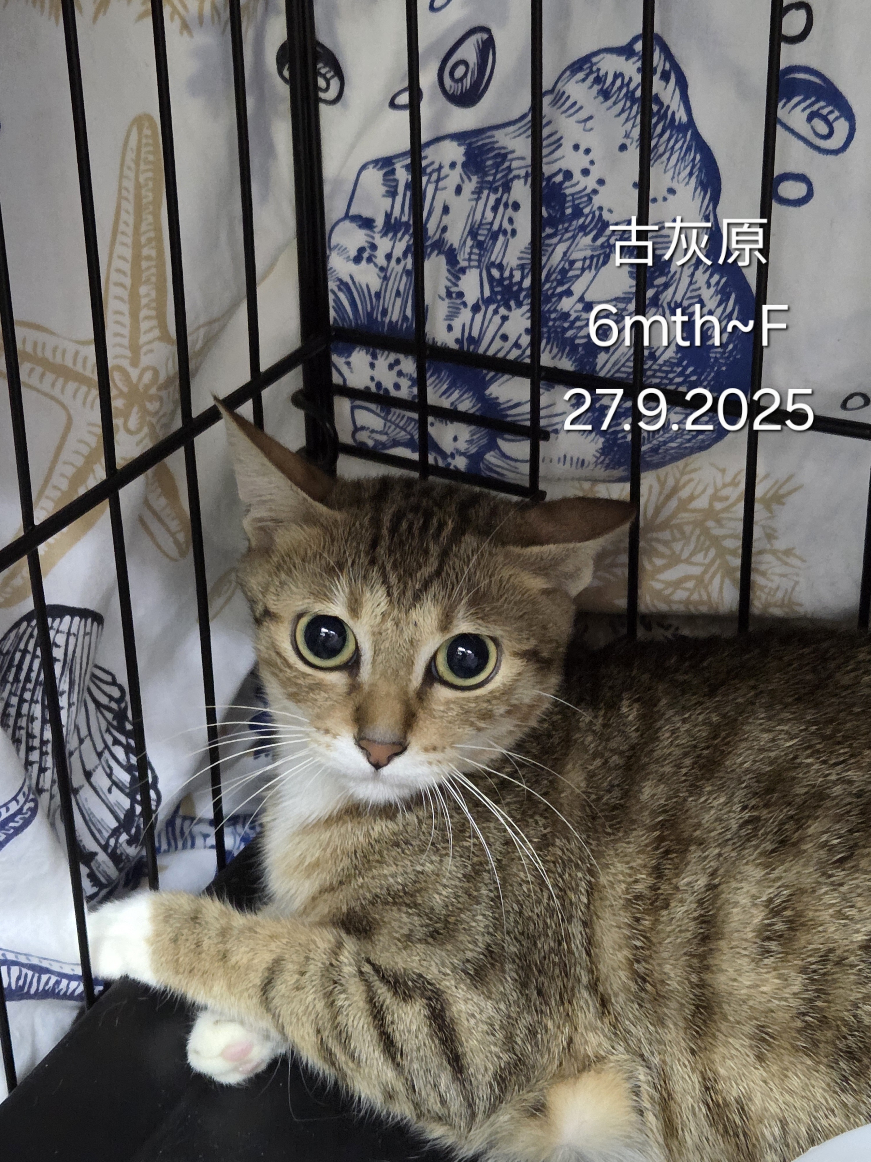 古灰原