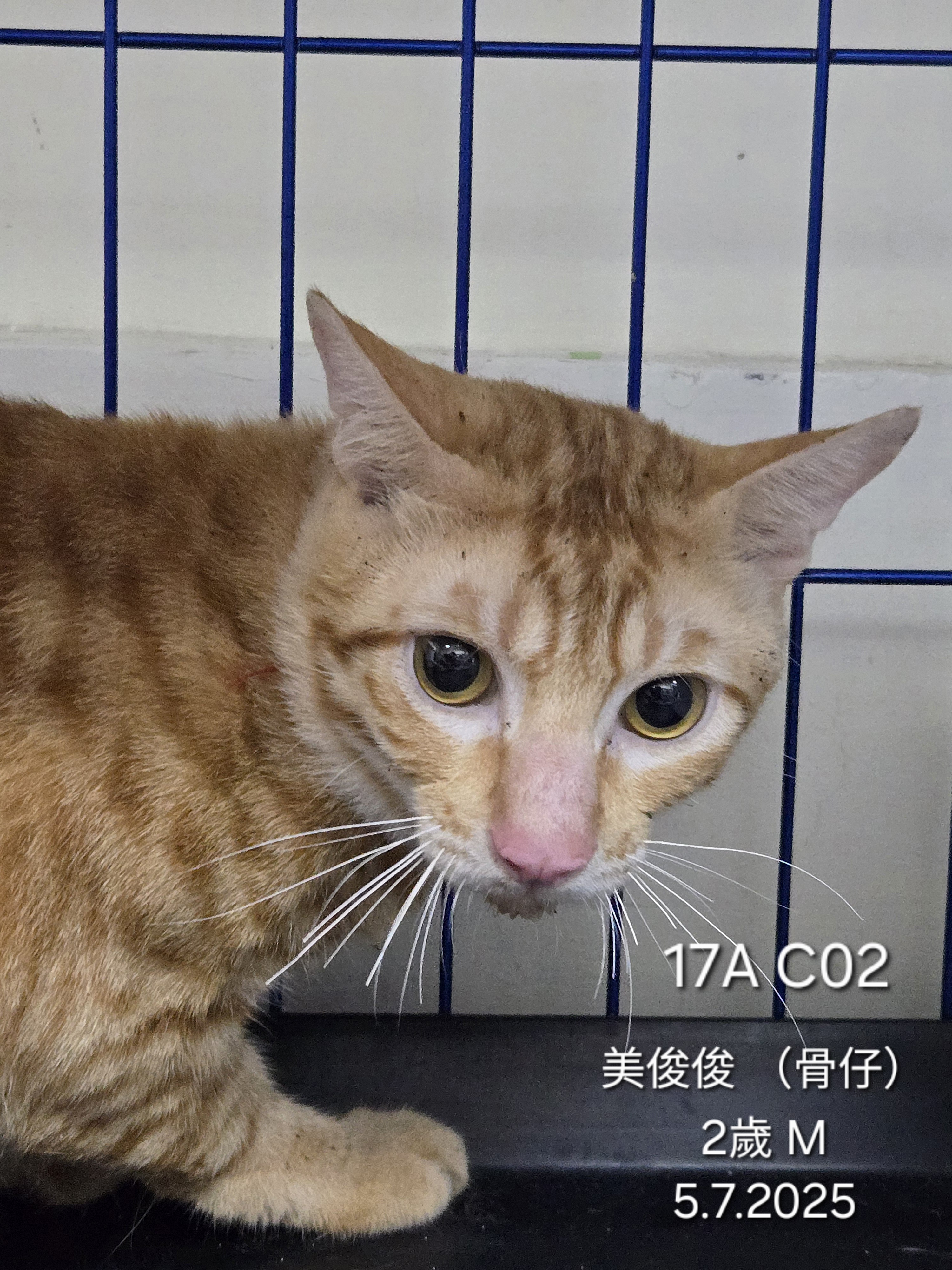 美俊俊（骨仔）