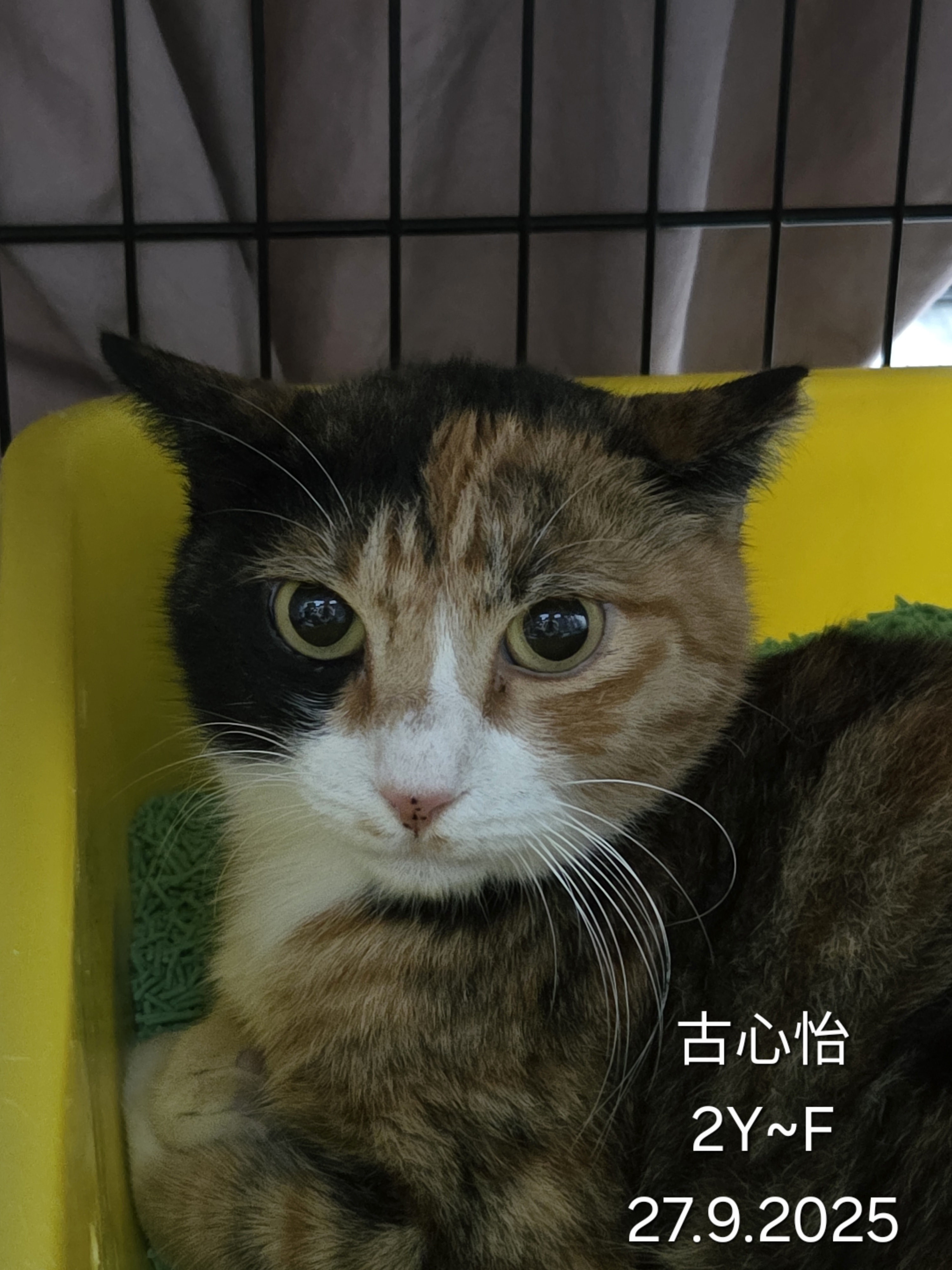 古心怡
