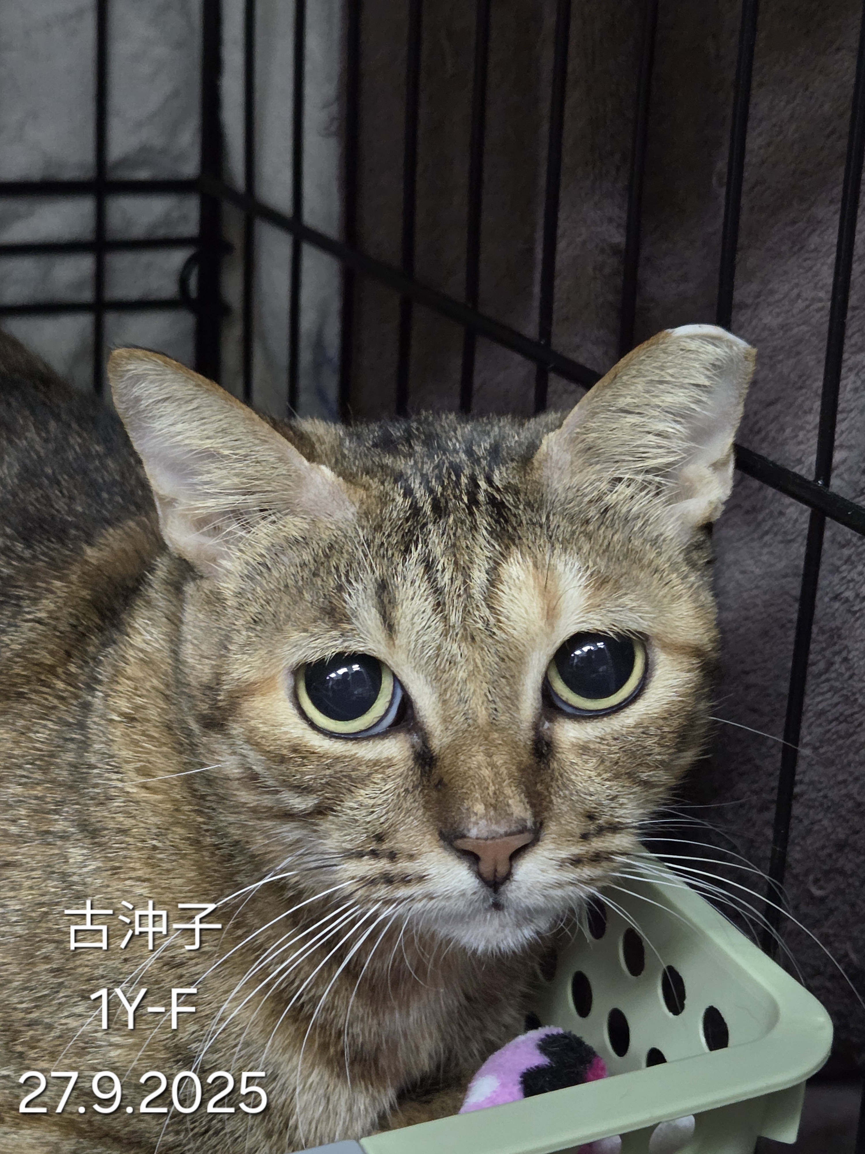 古沖子