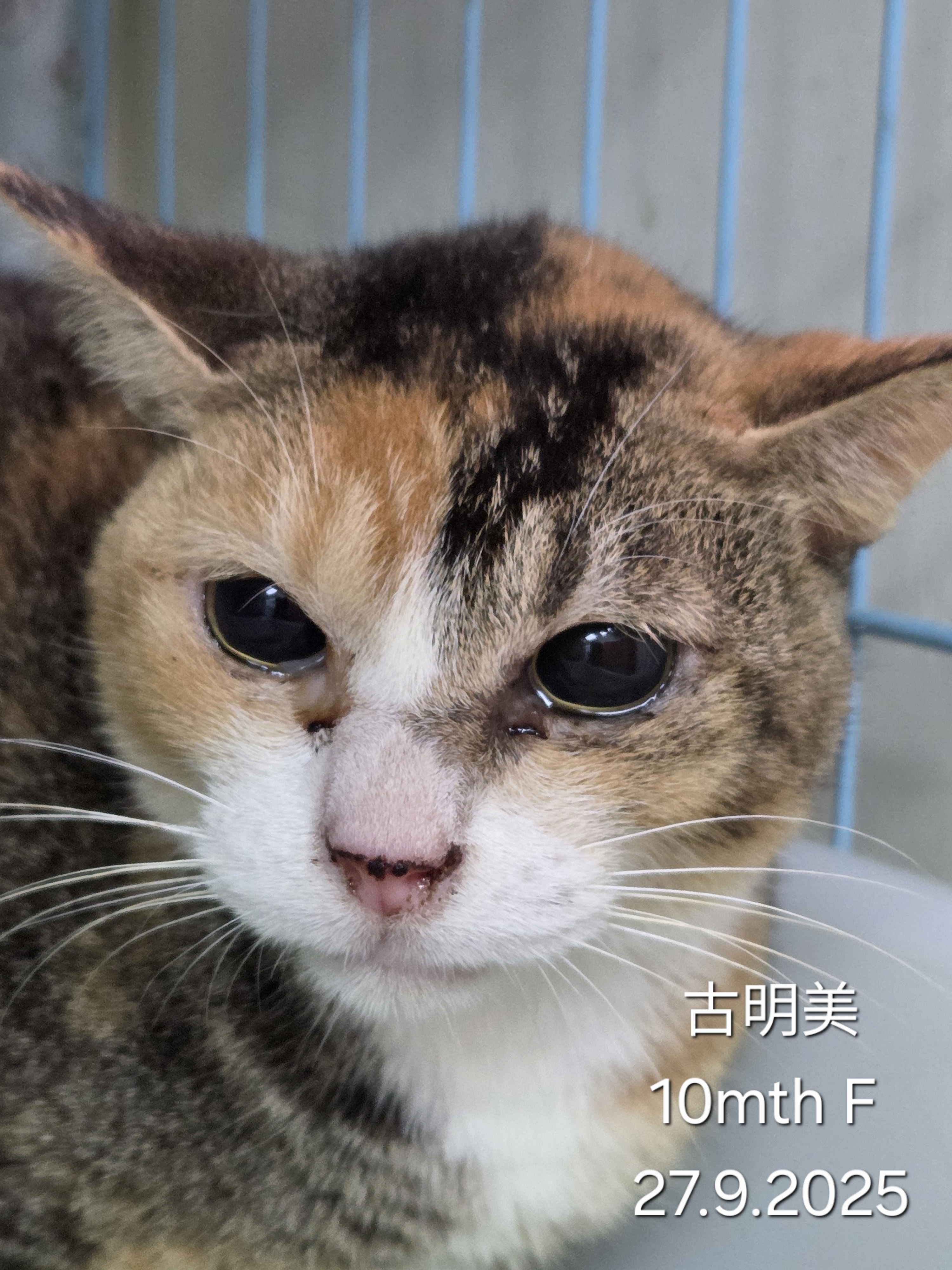 古明美