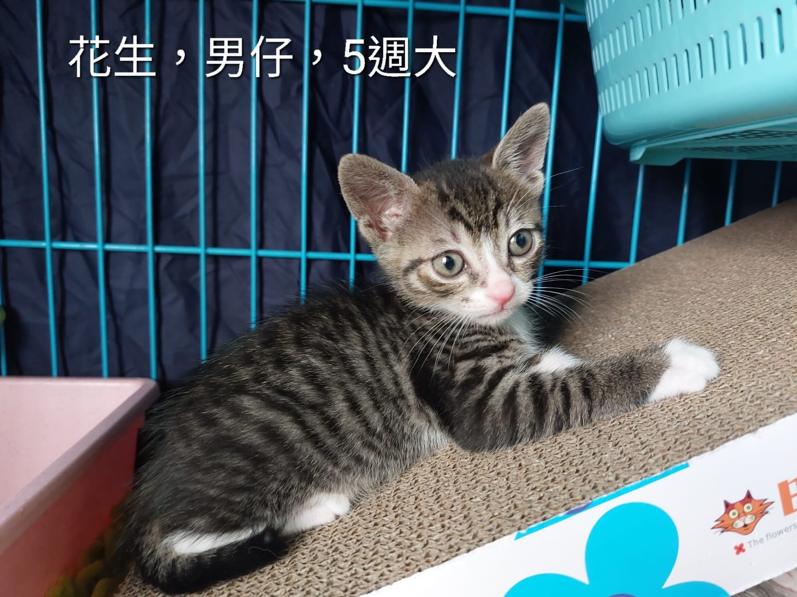 花生