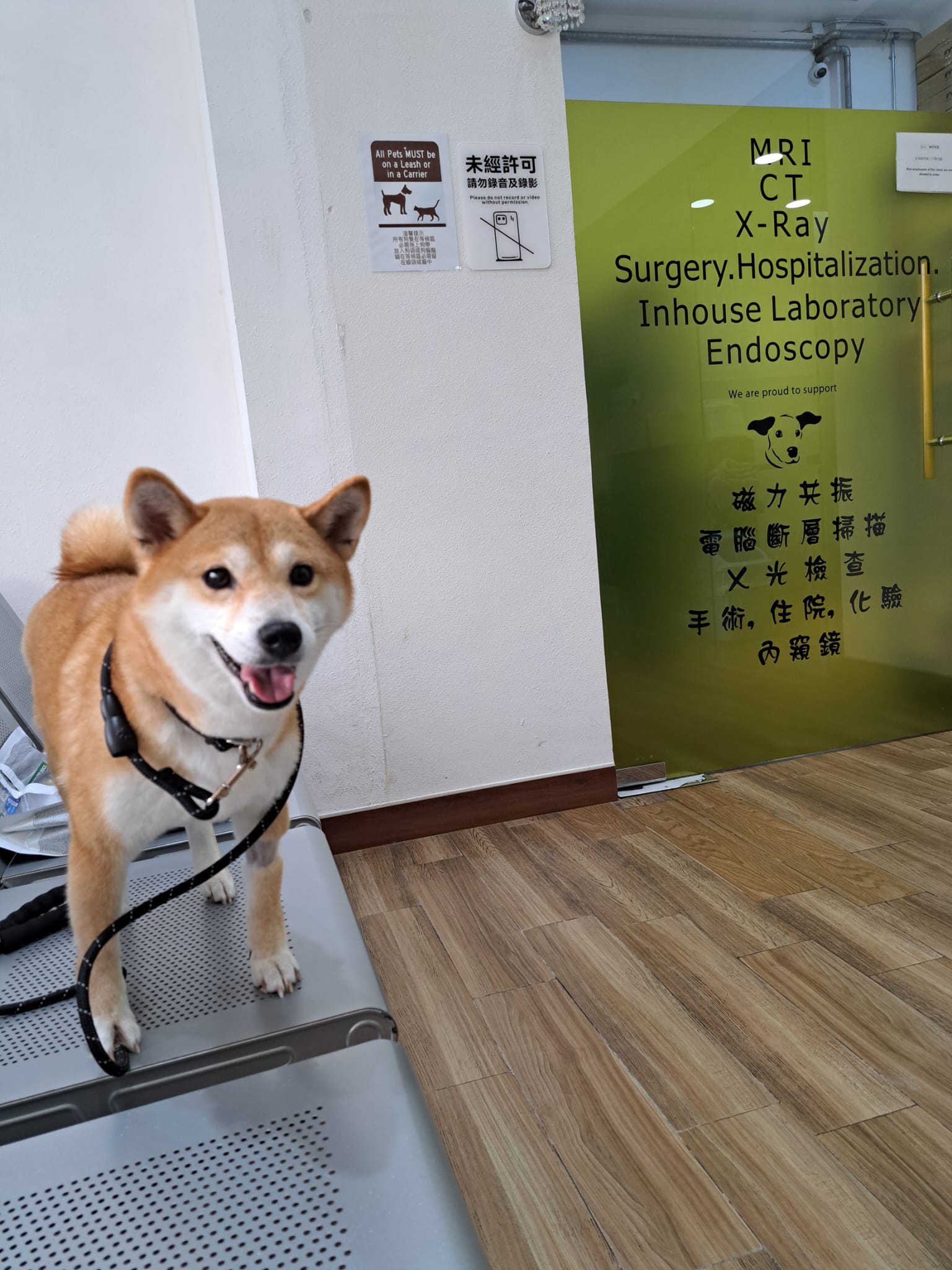 玉子(柴犬）