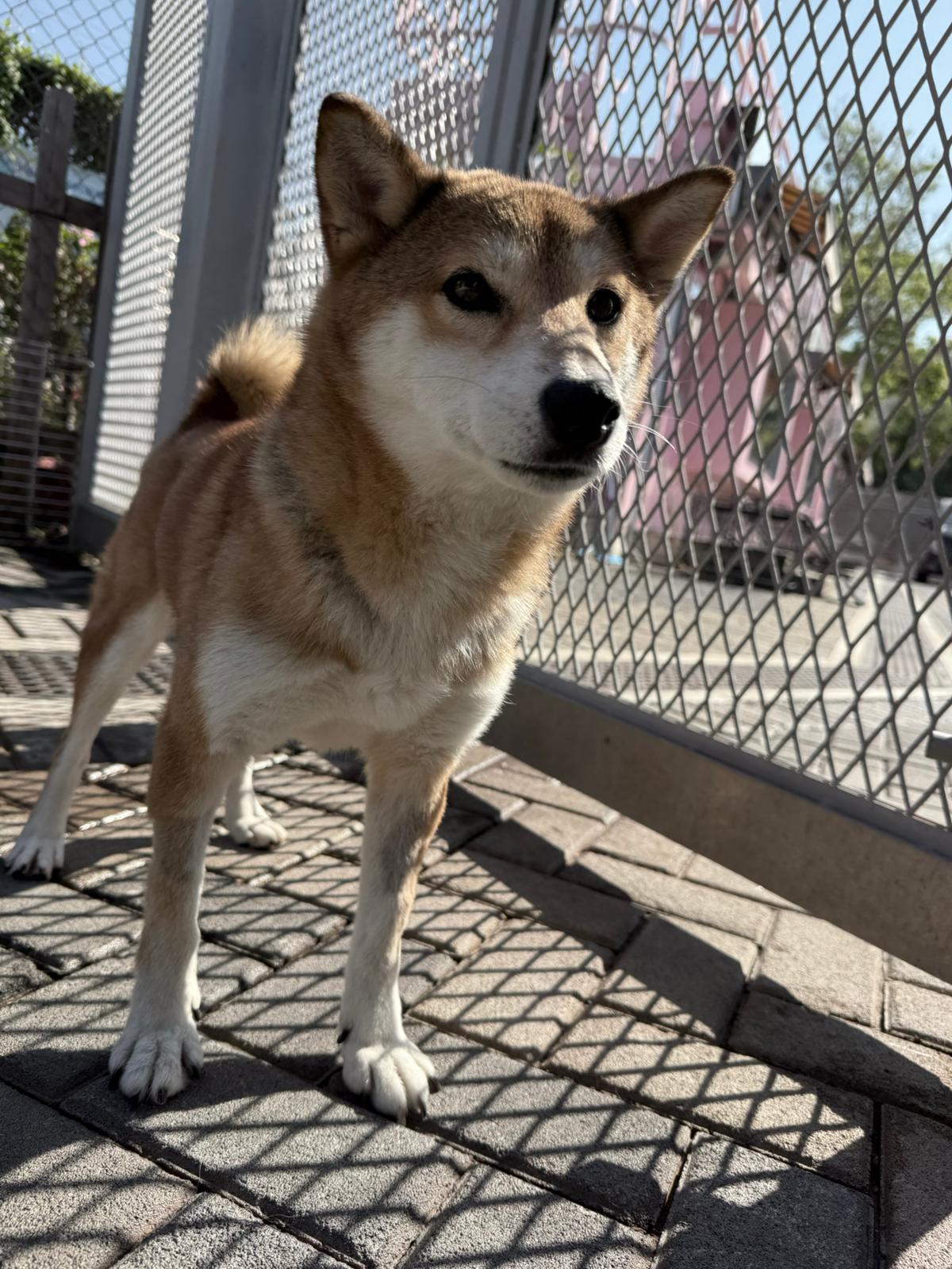 腐皮（柴犬）