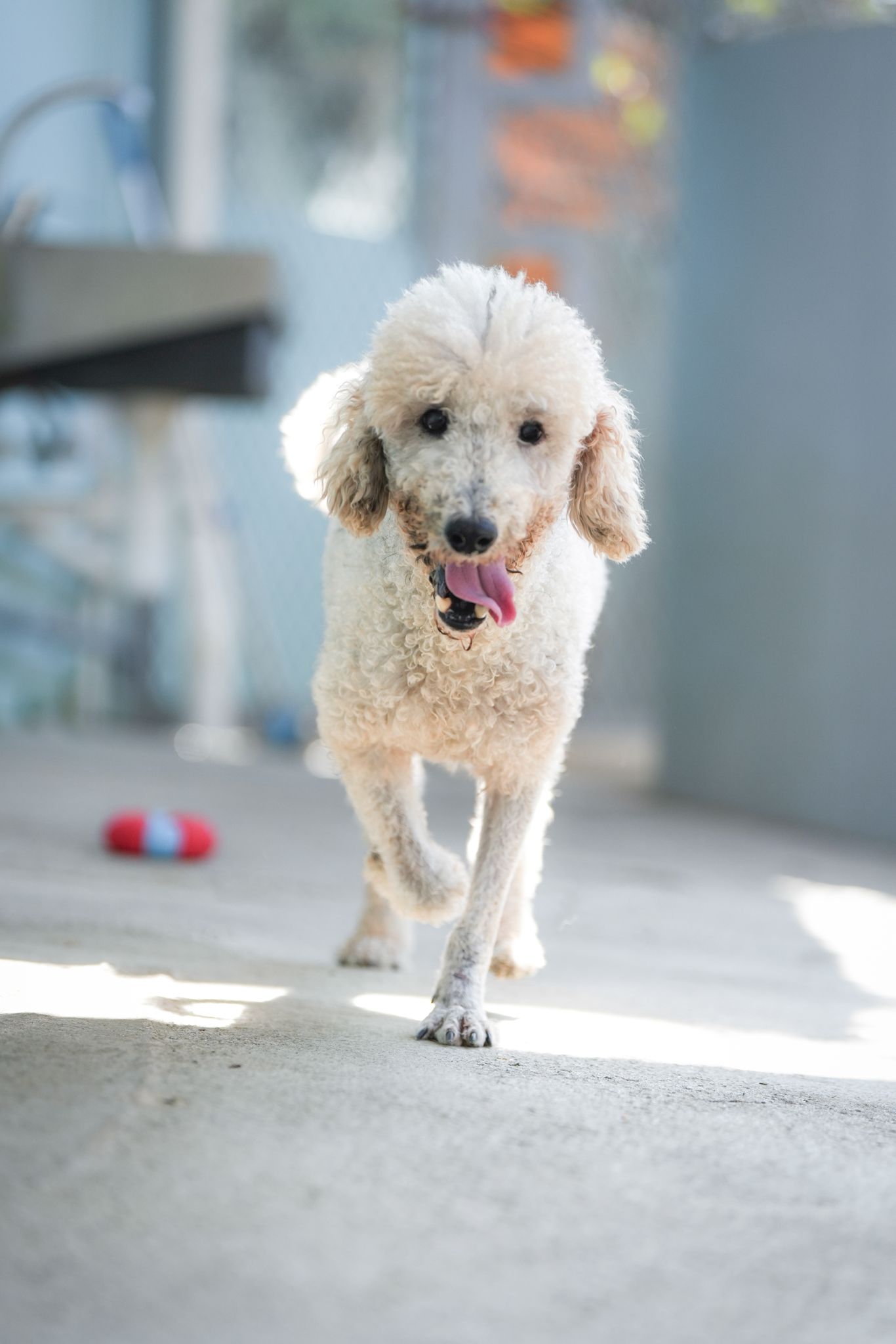 MEH MEH ( MINI TOY POODLE )