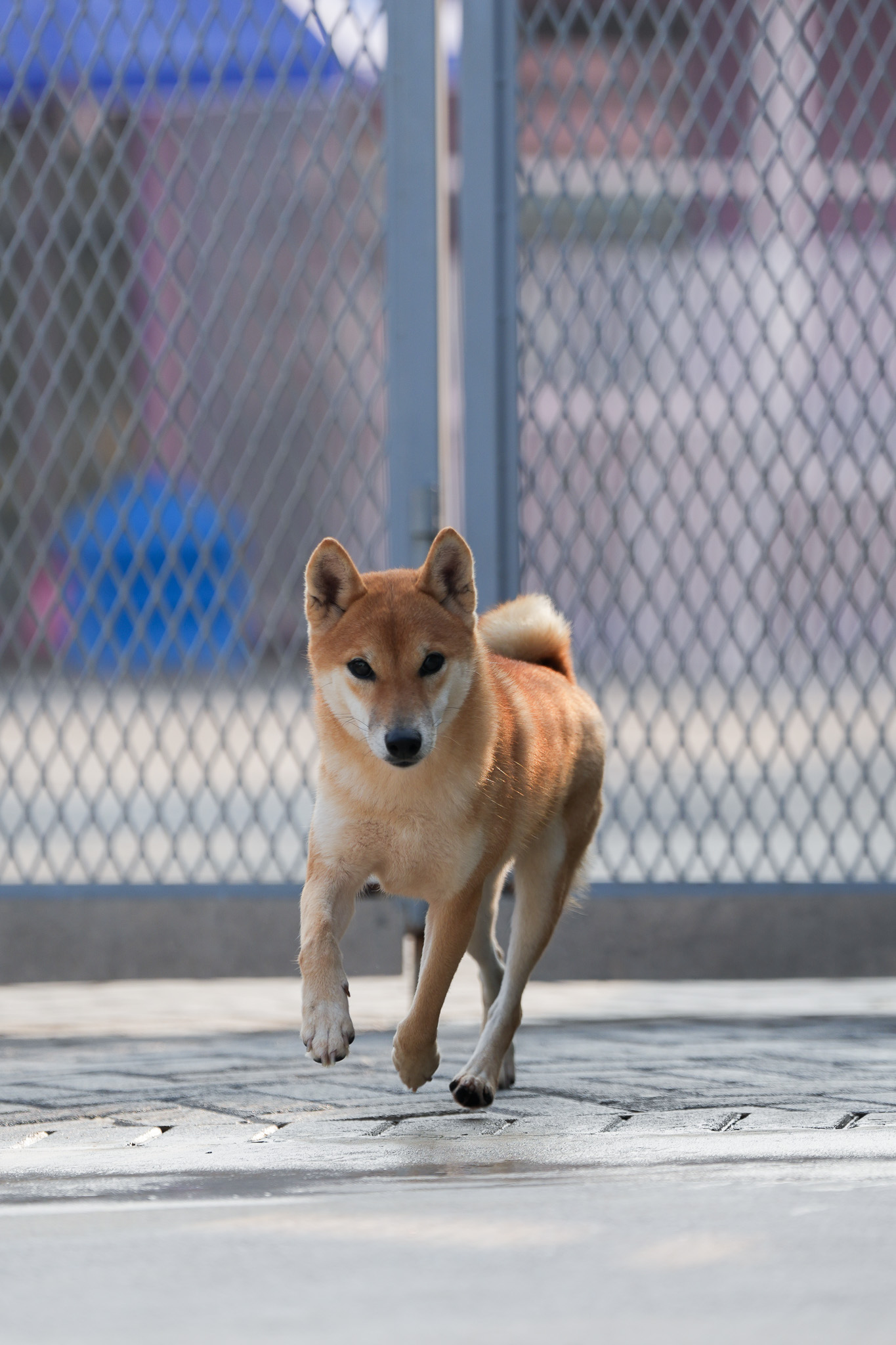 花之戀（柴犬）