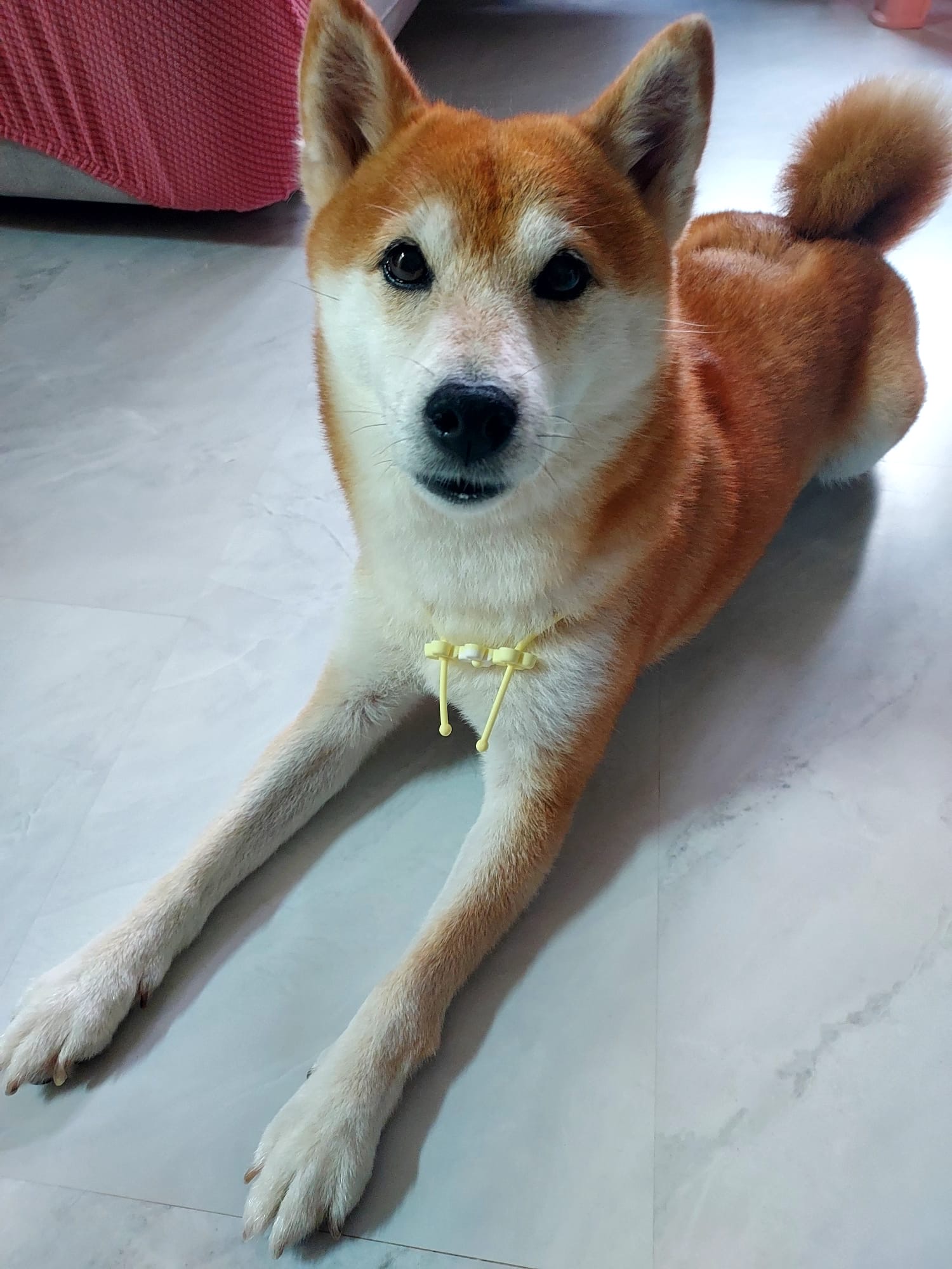 炸蝦（柴犬）